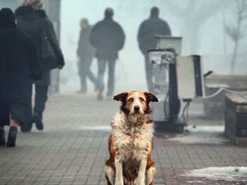 За сутки в Центр по обращению с животными в Кривом Роге позвонили 267 человек (ВИДЕО)