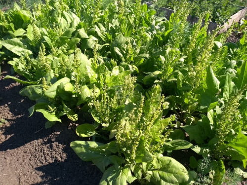 Шпинат - фото з відкритих джерел