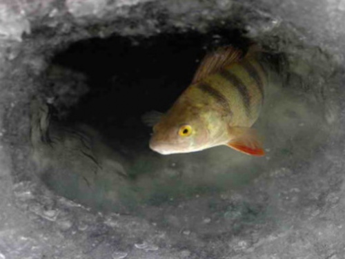 фото пресслужби Дніпропетровської ОВА