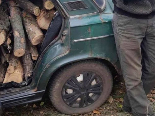 В Кривом Роге правоохранители задержали мужчину со срубленной акацией