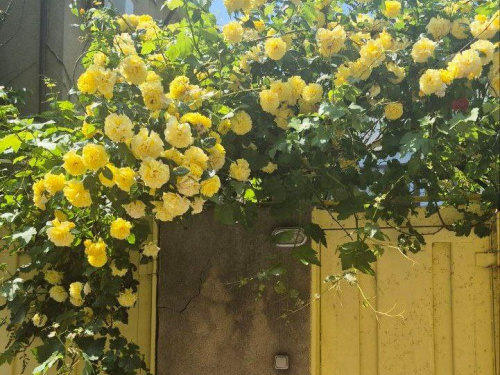 Які шкідники можуть знищити ваші троянди 