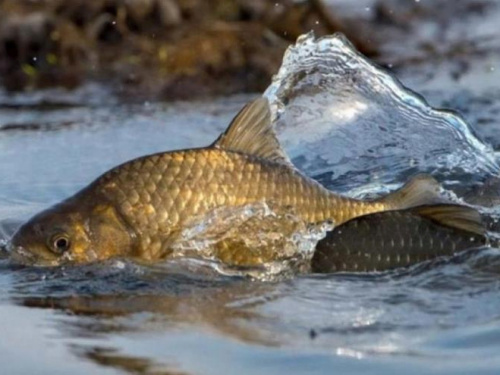 Фото пресслужби Дніпропетровської ОВА