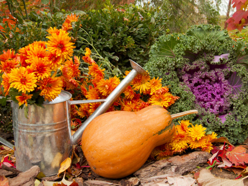 Листопад у саду: що посадити перед зимою - фото з відкритих джерел