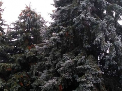 В Криворожском ботаническом саду опасаются "любителей" елок