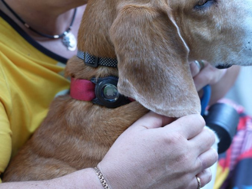 GPS-трекер для тварин, фото Суспільне Дніпро 