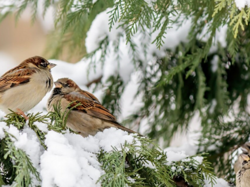 Україна на межі погодних контрастів: теплі вихідні та рекордні морози - фото з відкритих джерел