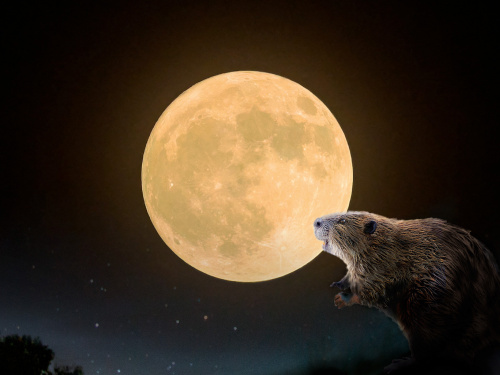 Бобровий Місяць - фото ілюстративне з відкритих джерел  