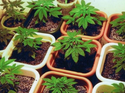 В Кривом Роге местный аграрий выращивал "рентабельную" культуру