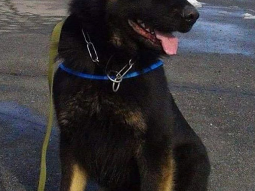 На Днепропетровщине служебный пес нашёл ребёнка