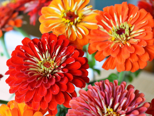 Вересневий догляд: як зберегти цвітіння циній і чорнобривців - фото з відкритих джерел