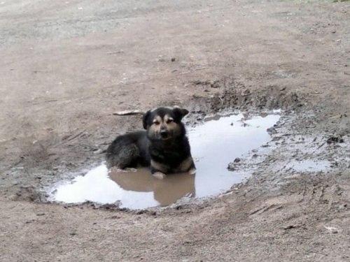 В Кривом Роге проведут отлов и стерилизацию бродячих собак  (ПЛАН)
