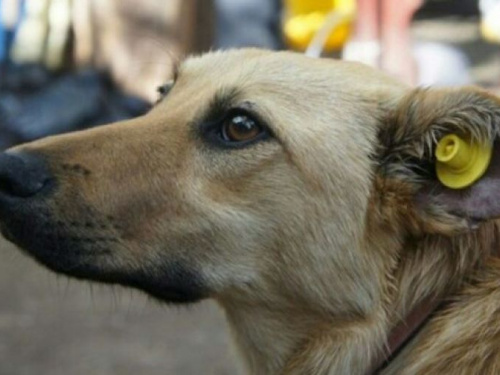 В Кривом Роге делают операции отловленным бродячим собакам
