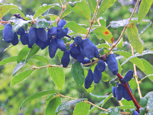Забута ягода для здоров'я і краси - фото з відкритих джерел