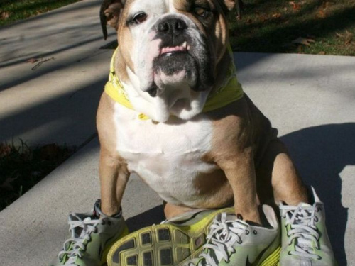 В Кривом Роге Центр обращения с животными предлагает "бесплатные тренажеры"