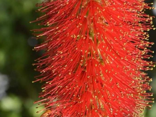 Растения радуют своим цветением: криворожан приглашают прогуляться по оранжерее ботанического сада (фото)