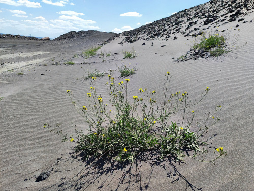 Фото Криворізький ботанічний сад НАН України