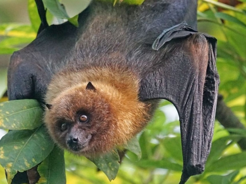 Червонокнижні сусіди: чому важливо закривати вікна у відпустку - фото з відкритих джерел