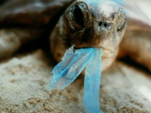 Подумать сегодня о завтра: жителей Кривого Рога приглашают присоединиться к акции "День без полиэтилена"