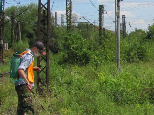 Специалисты одного из ГОКов Кривого Рога и ученые кафедры экологии КНУ борются с карантинными растениями с помощью новых методов (фото)