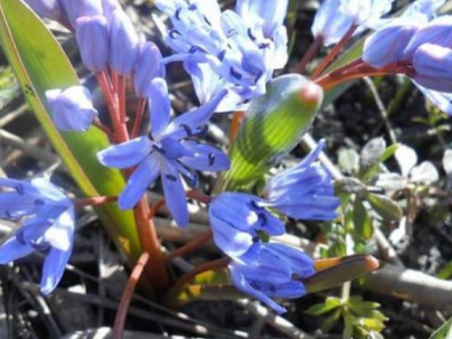 Ботанический сад приглашает криворожан в гости полюбоваться первоцветами (фото)
