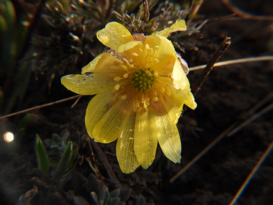 Весна не чекає: під  Кривим Рогом зацвіли рідкісні первоцвіти з Червоної книги