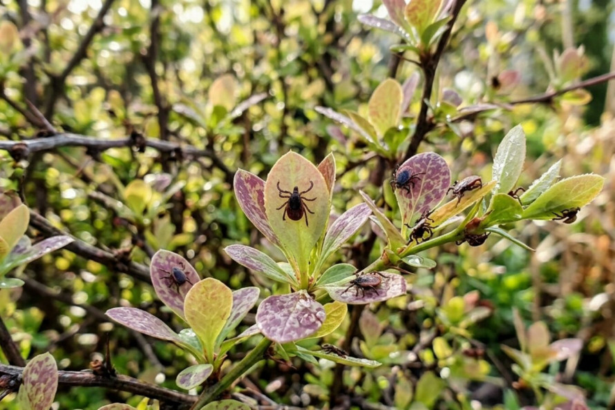Чому під барбарисом селяться кліщі та як цьому запобігти