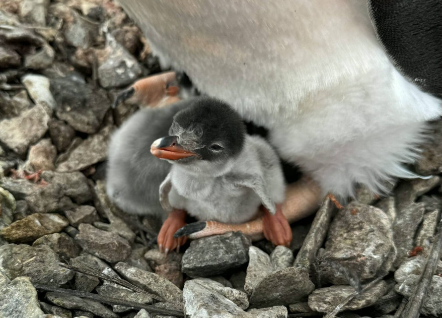 Рекордно раннє пінгвіненя народилося біля станції “Академік Вернадський”