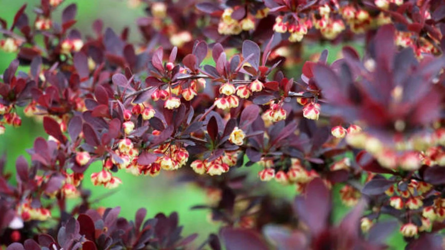Чому під барбарисом селяться кліщі та як цьому запобігти