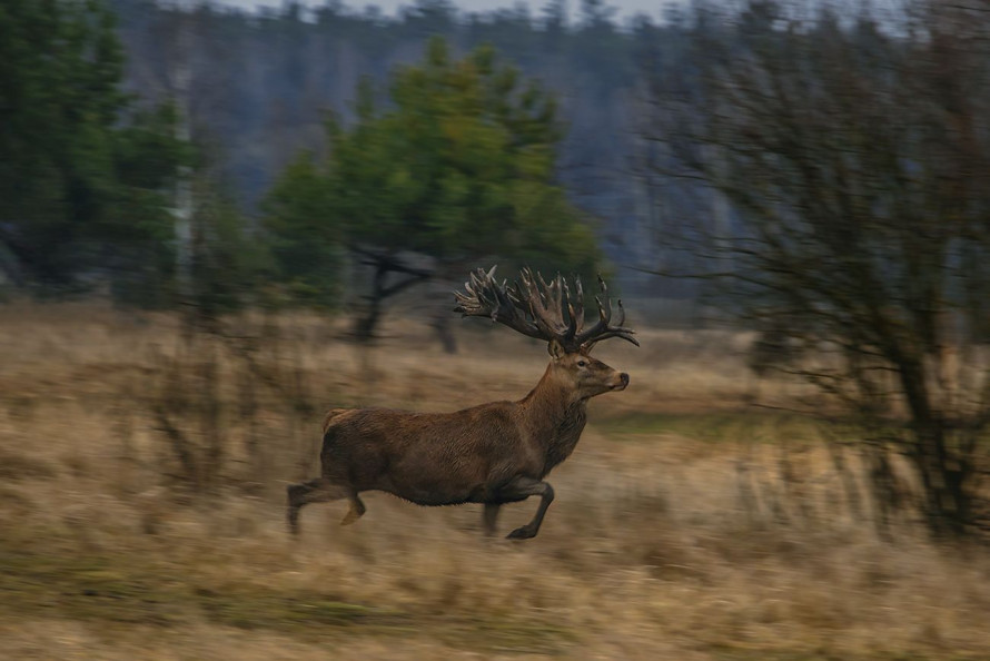 Постріл, що знищив легенду: на Київщині вбили оленя з Книги рекордів