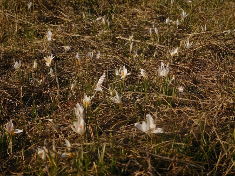 Весна не чекає: під  Кривим Рогом зацвіли рідкісні первоцвіти з Червоної книги