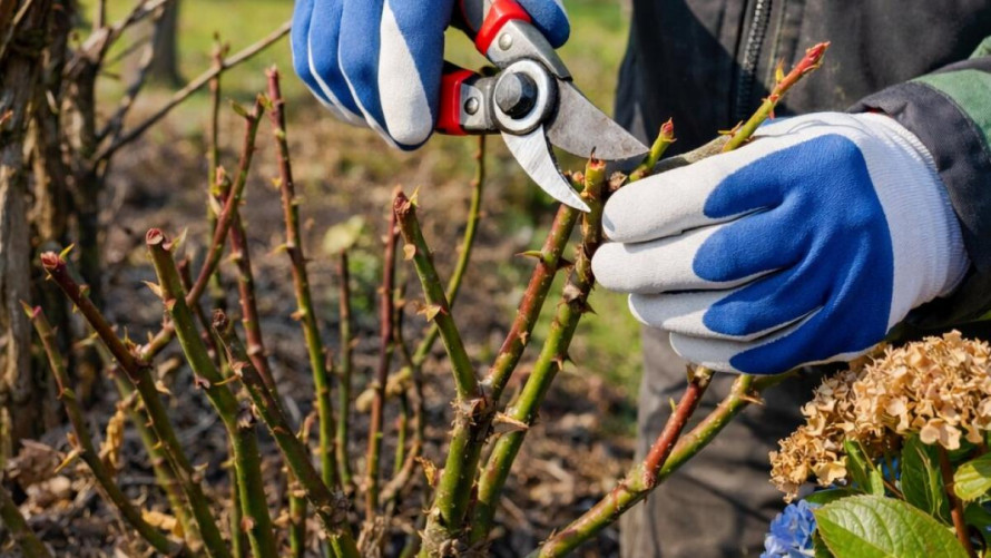 Як не зіпсувати цвітіння саду: правила весняної обрізки рослин