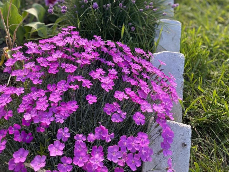 Як прибрати бур’яни назавжди: простий спосіб без хімії