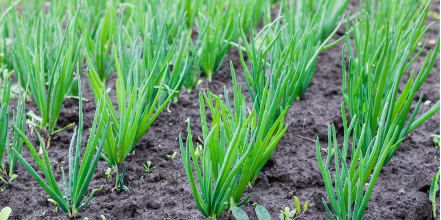 Чому сохне та жовтіє пір’я цибулі: головні причини і рішення