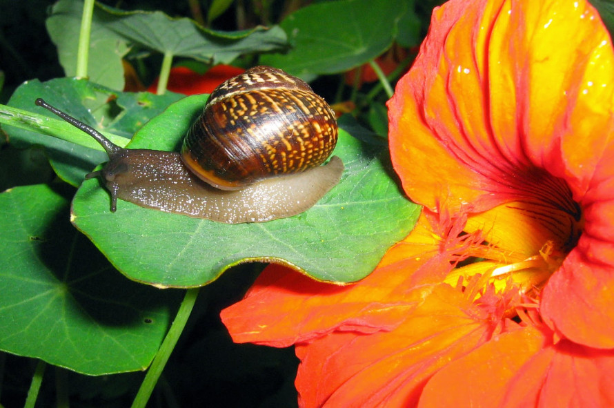 Чому слимаки бояться настурції і як це використати