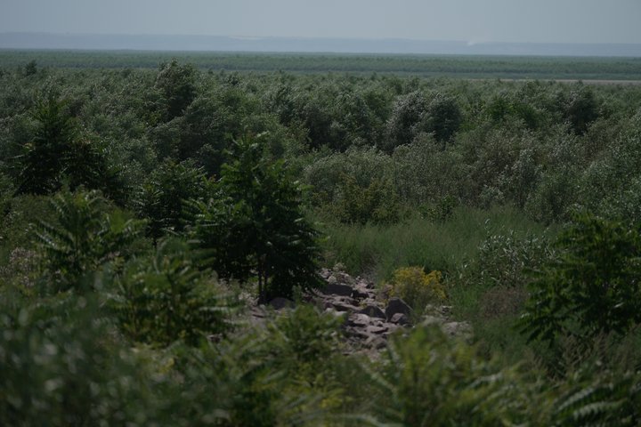 Четверте літо після підриву Каховської ГЕС: як зараз виглядає територія колишнього водосховища