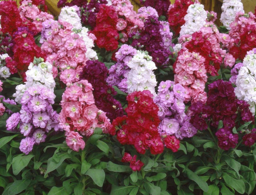 Чому матіолу вважали оберегом дому: маловідомі прикмети та традиції