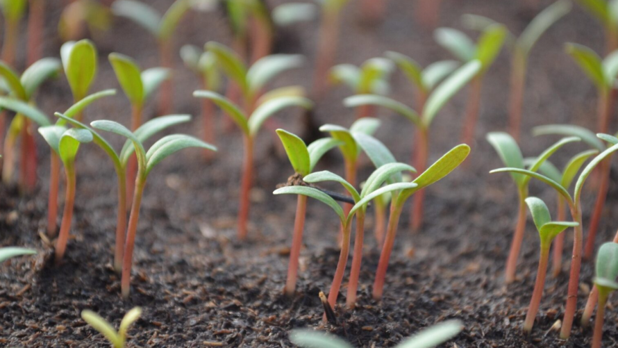 Як швидко сходить насіння овочів: терміни та температурні умови