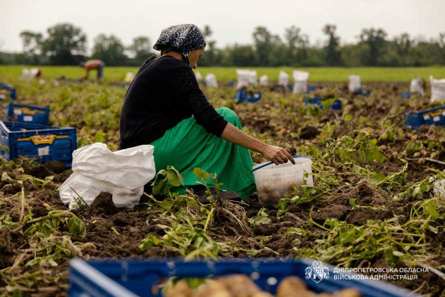Врожай на Дніпропетровщині: аграрії вже зібрали десятки тисяч тонн овочів