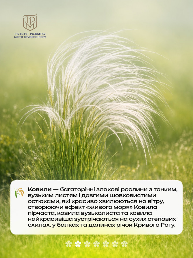 Не тільки руда: рідкісні квіти Криворіжжя, що ростуть поруч із кар’єрами