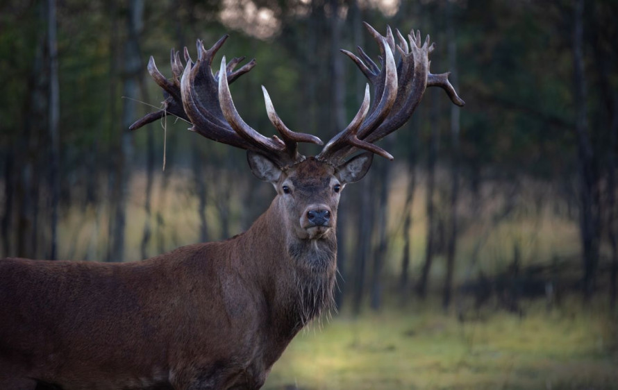 Постріл, що знищив легенду: на Київщині вбили оленя з Книги рекордів