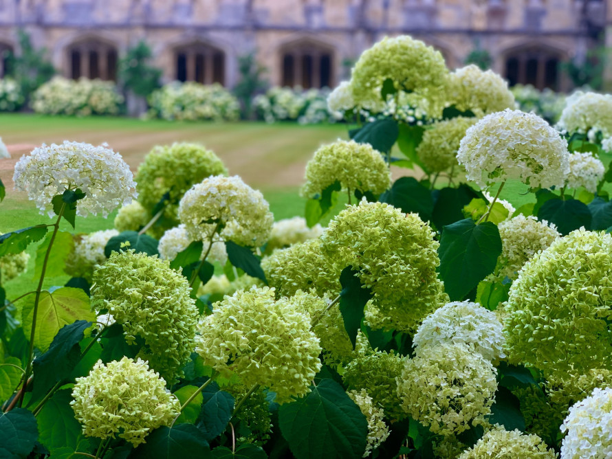 Як доглядати за гортензіями навесні: добрива, колір і краса