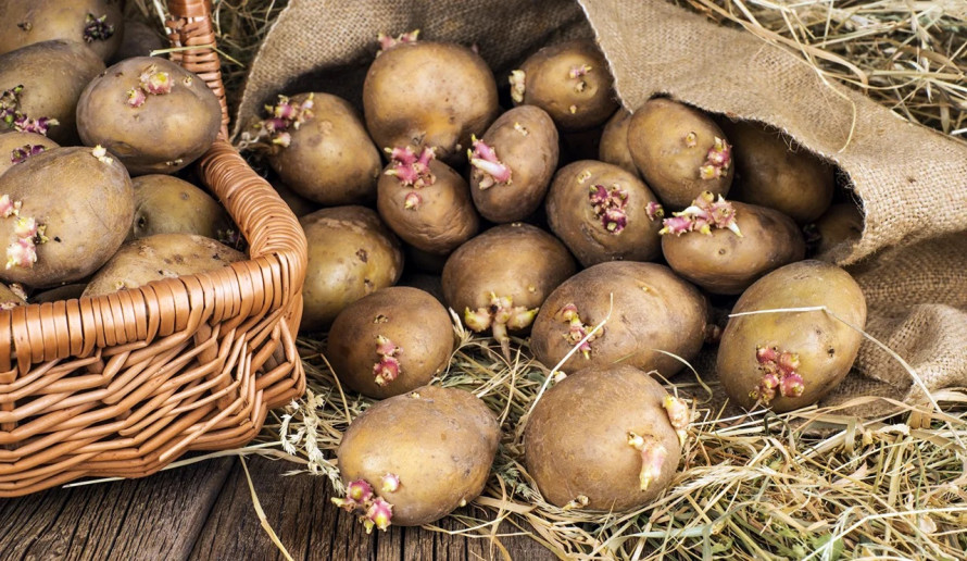 Як підготувати картоплю до посадки: поради для початківців і досвідчених