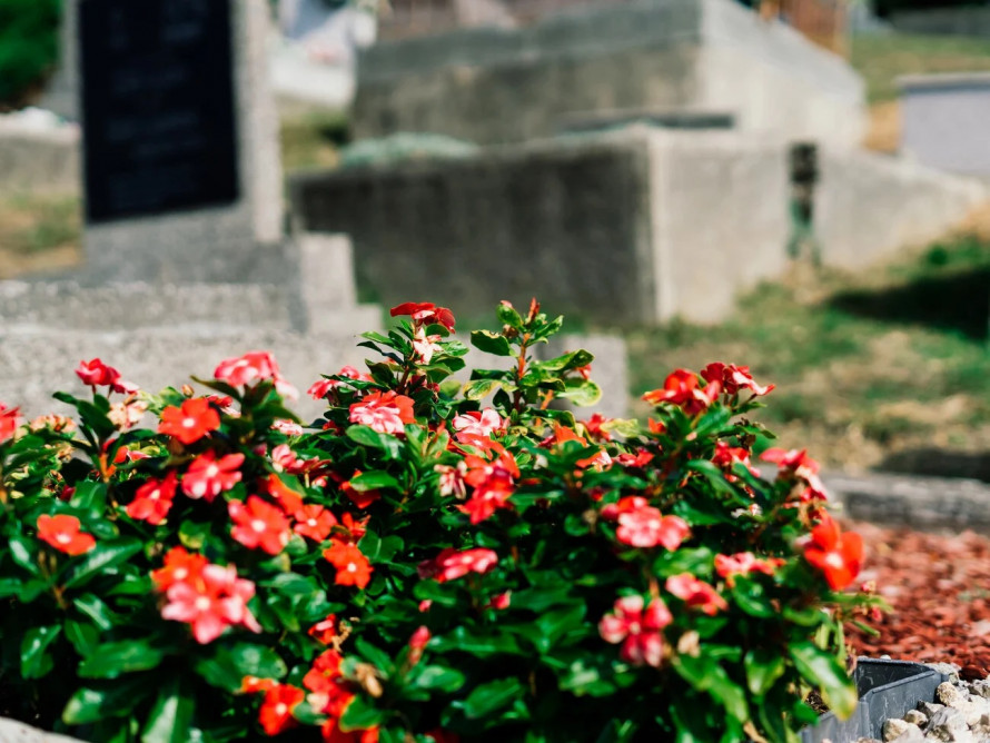 Що посадити на кладовищі: невибагливі рослини, які ростуть роками