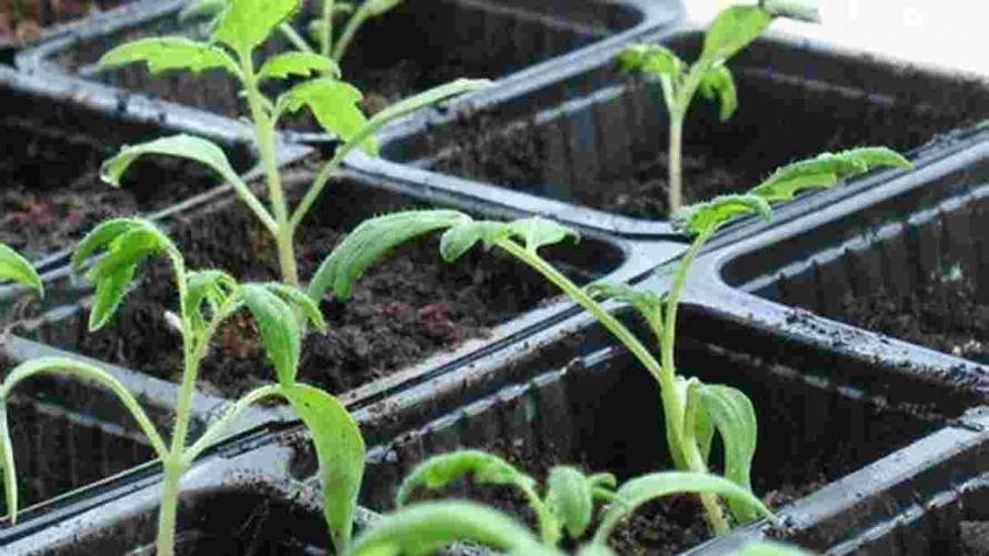 Що дати розсаді помідорів для міцного росту: прості натуральні рецепти