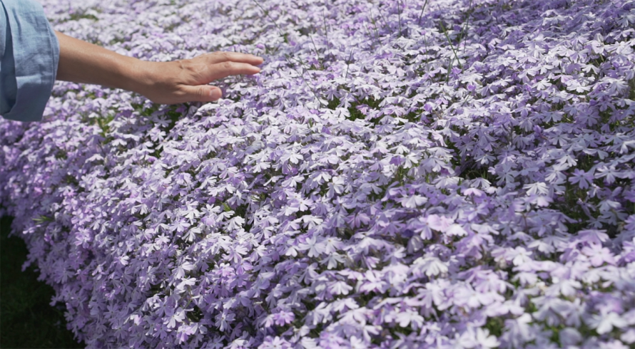 Що посадити на кладовищі: невибагливі рослини, які ростуть роками