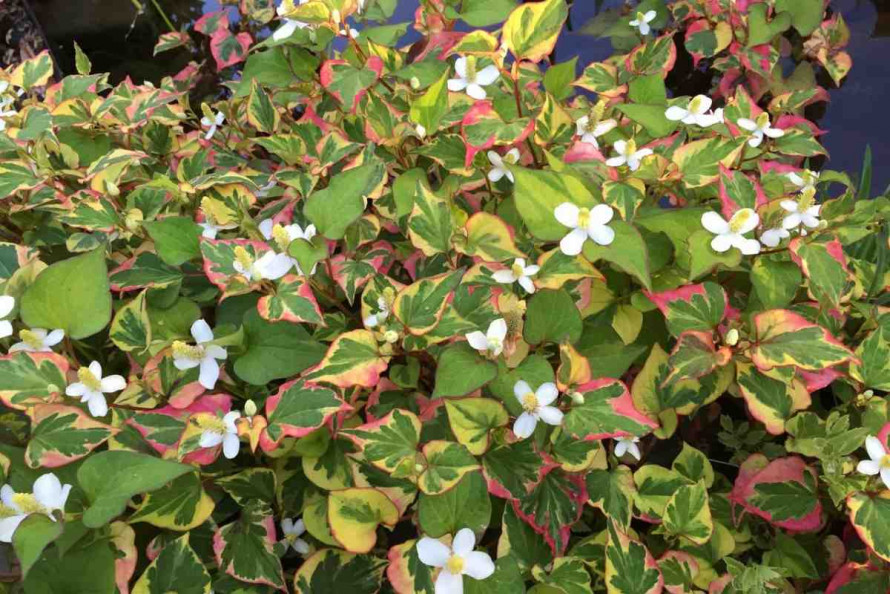 Які квіти не варто садити на дачі, щоб не боротися з ними роками