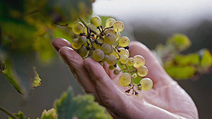 Тихий світ, що звучить: рослини видають ультразвук під час стресу