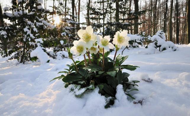 Як прибрати бур’яни назавжди: простий спосіб без хімії