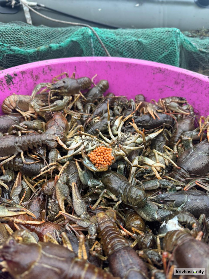 На Криворіжжі викрили незаконний вилов раків: збитки перевищили 700 тисяч гривень