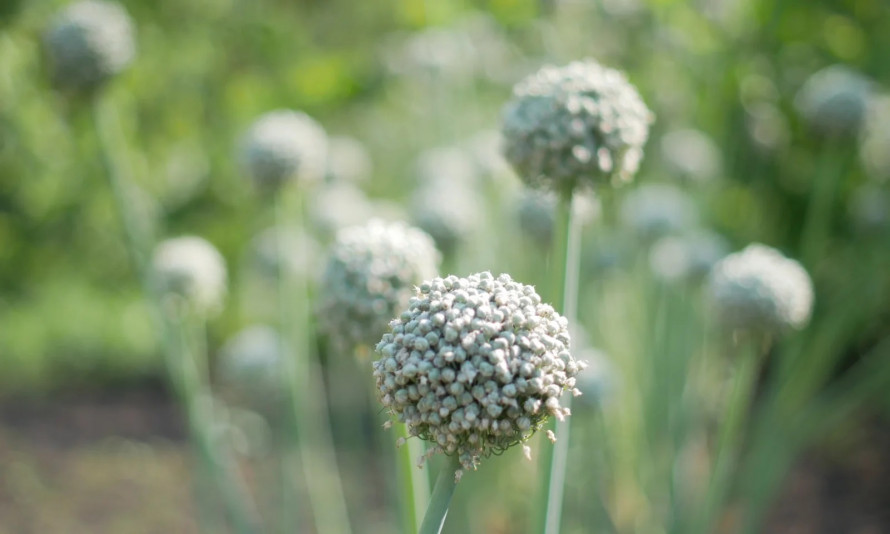 Як виростити ідеальний сівок: коли сіяти чорнушку у 2026 році